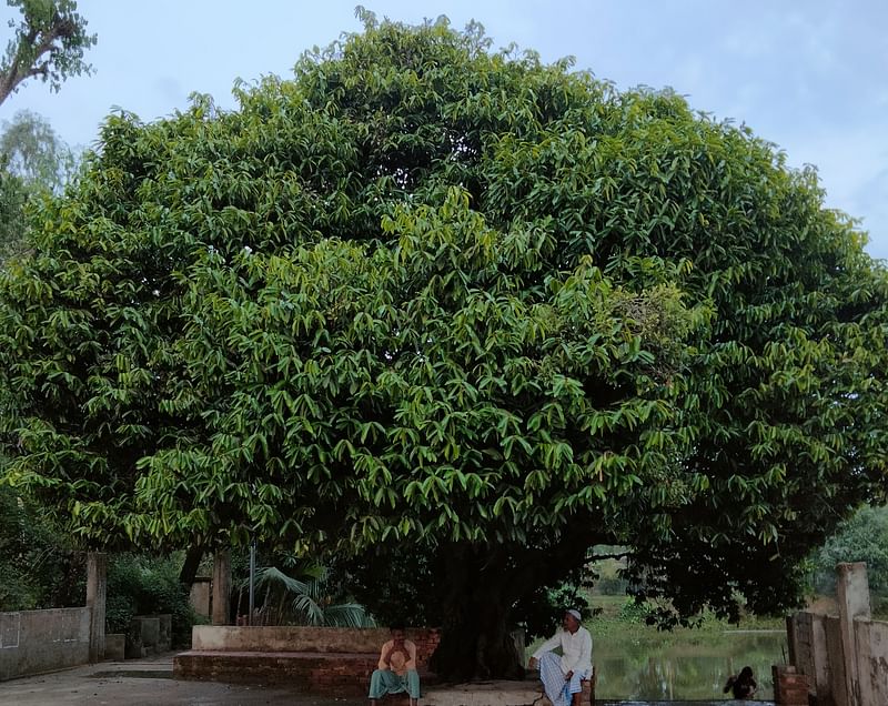 Gaab tree at the mosque courtyard